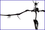 Pterodactylus-Skelett